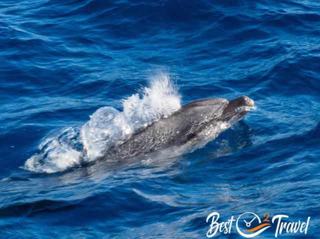A zoom shot of a bottlenose dolphin with eye and nose above the sea.