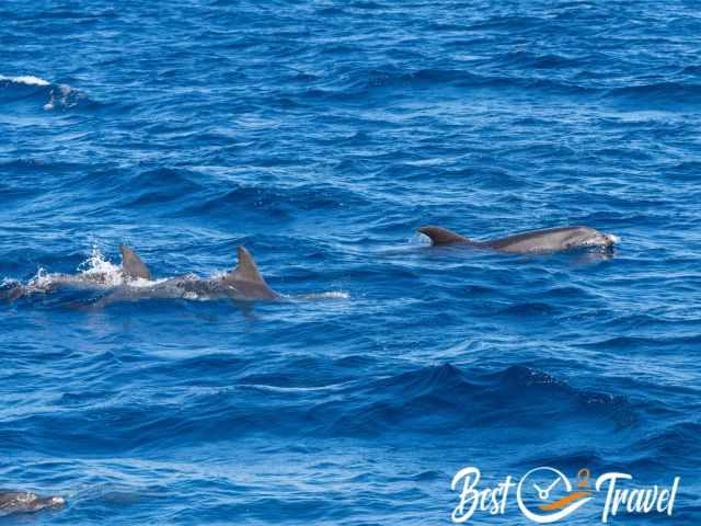 A school of Bottlenose Dolphins next to the boat.