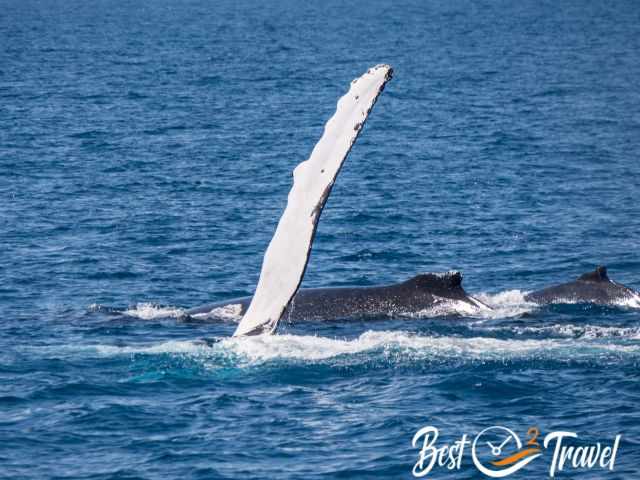 A group of playful humpbacks, one holding one fin out of the sea.