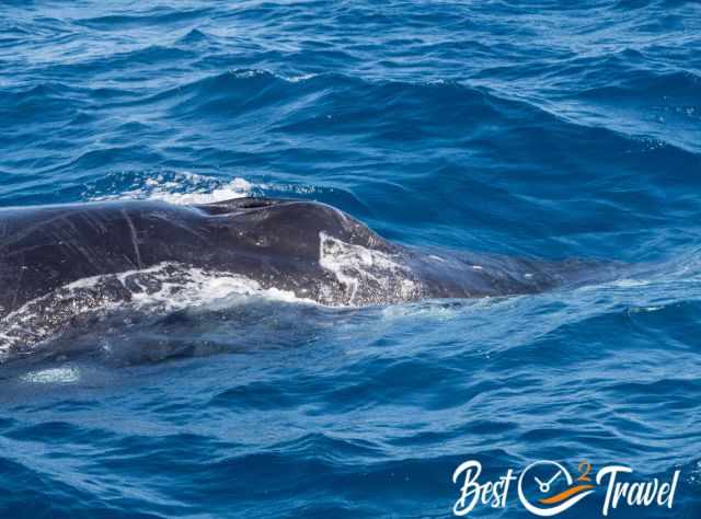 Humpback whale surfacing extremely close to the boat, its massive dark back breaking through the deep blue water while its strong breath rises from the blowhole.