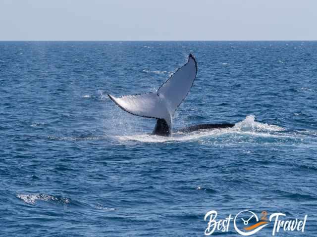 Whale lobtailing near Tenerife, lifting its tail fluke and powerfully slapping it onto the ocean surface, sending splashes across the deep blue water.
