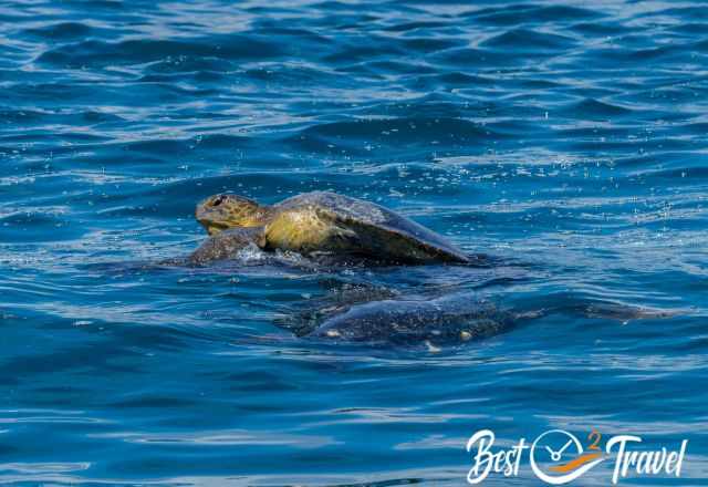 Two green sea turtles mating at the ocean surface near Tenerife, with their shells and heads visible as they float close together