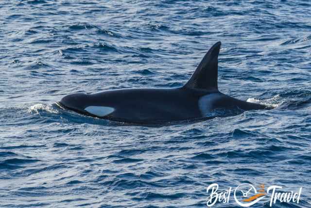 Orca swimming at the ocean surface near Tenerife, its tall dorsal fin rising above the deep blue sea.