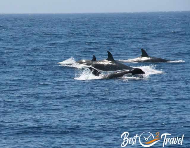 Four orcas gliding to the sea, one with its head up.