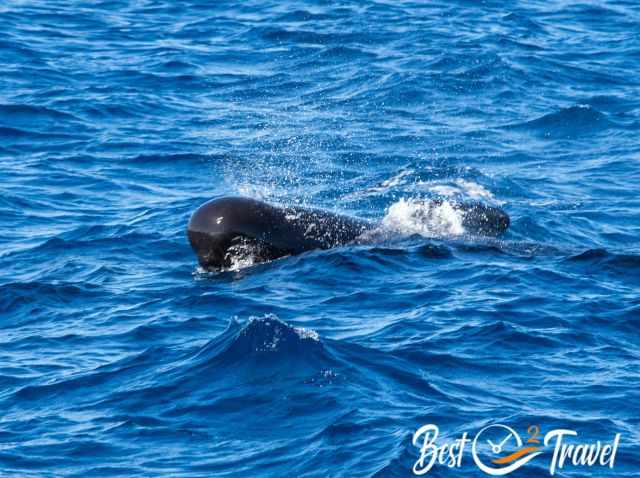 Short‑finned pilot whale surfacing in the deep blue Atlantic near Tenerife, showing its rounded head and dark body as it breaks through the waves.