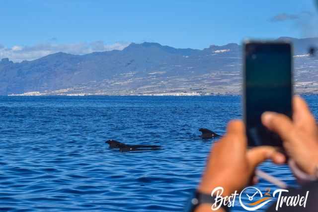 A woman taking pictures from pilot whales from the boat and the coast of Tenerife in the distance.