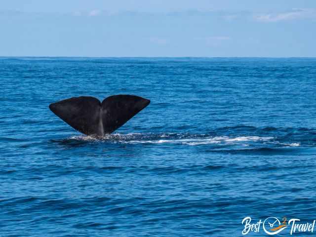 Whale tail rising above the deep blue Atlantic during a dive, with gentle waves and a clear horizon under a bright sky.