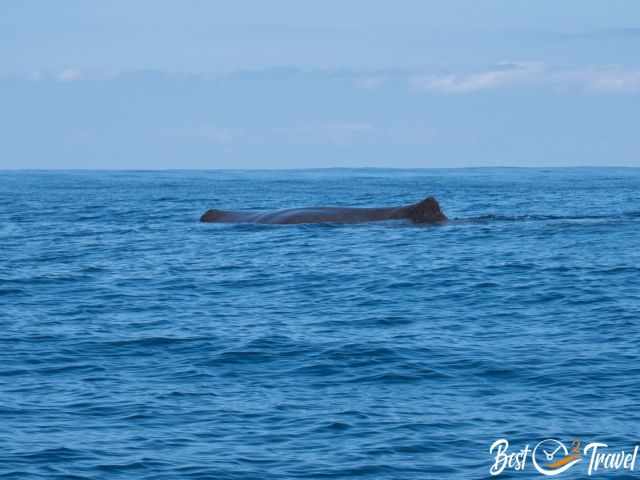 A sperm whale and its blow hole - taking breath.