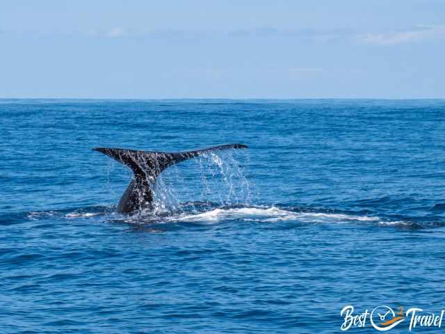 The fluke of a sperm whale and dripping water shortly before the next deep dive.