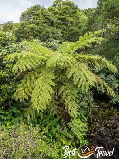 An immense huge fern tree.