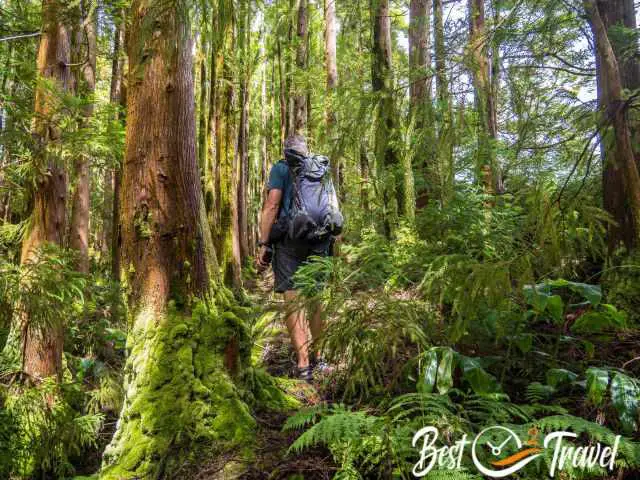 Hiker on a moss covered forest trail.