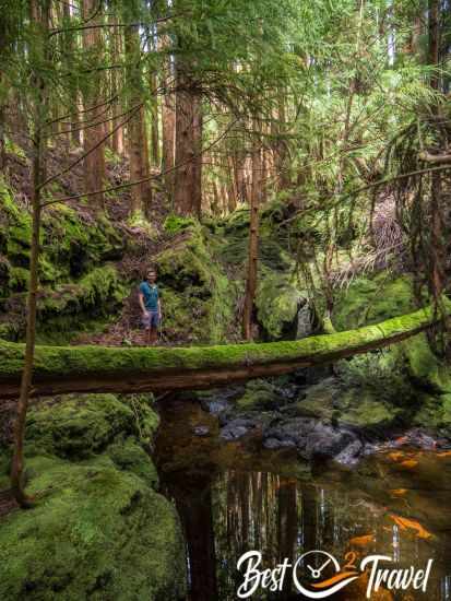 A hiker at the dry waterfall behind a fallen tree.