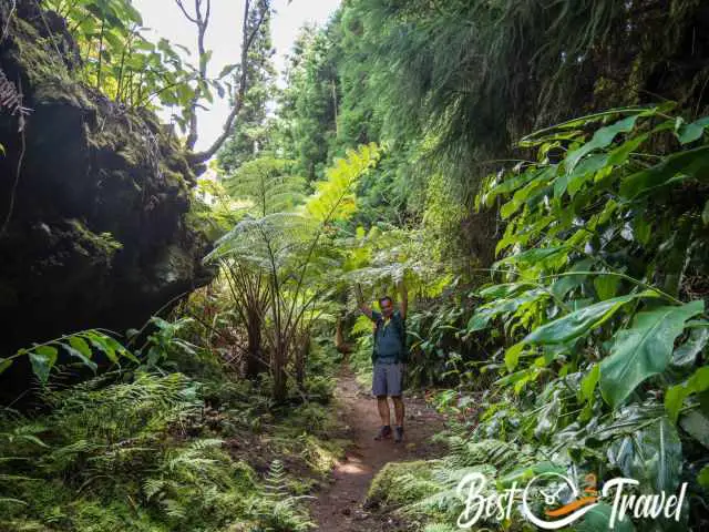 A hiker looks small in comparison to this fern tree.