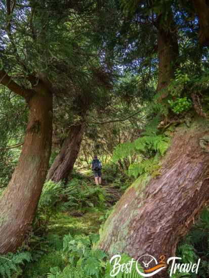 Hiking Trail through a Japanese cypress trees forest