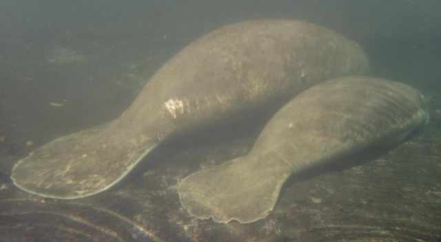 Resting manatees