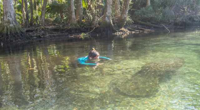 One manatee at the spring in summer