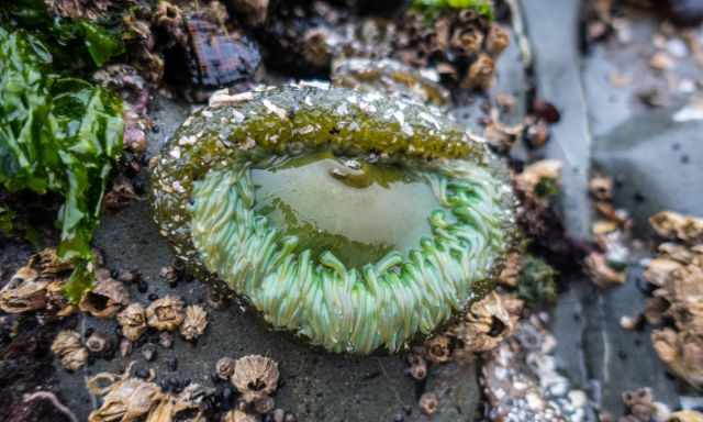 Green sea anemone in a tide pool
