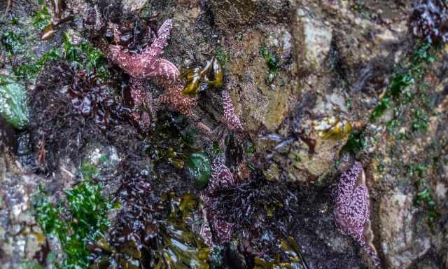 Star fishes at the tide pools.
