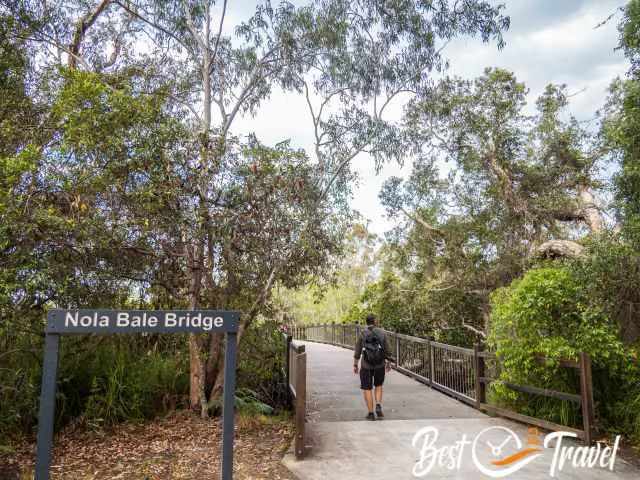 A hiker on a bridge above the mangroves.