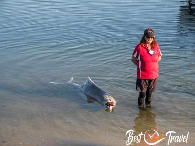 A dolphin with an empty bottle on the nose.