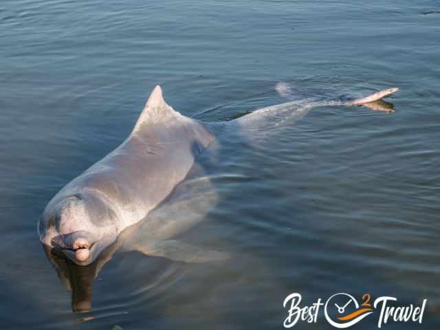 An adult humpback dolphin close to the beach