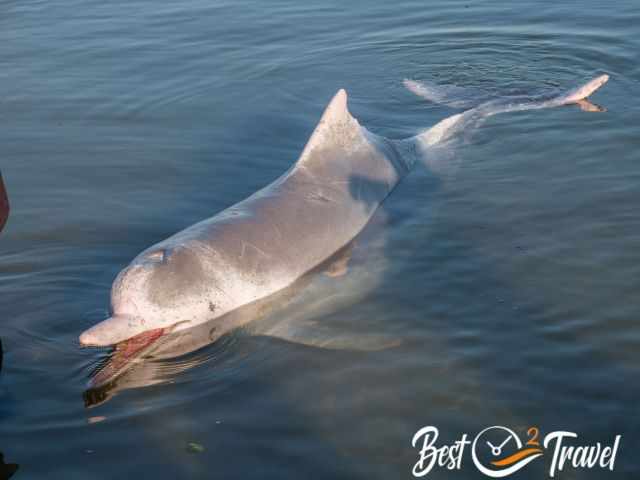 One humpback dolphin