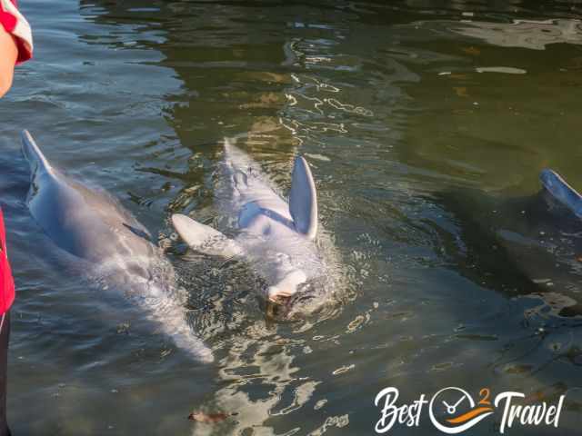 Two playful dolphins.