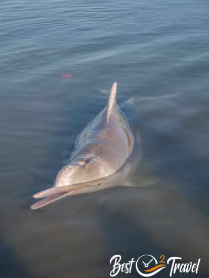 Another dolphin with open mouth.