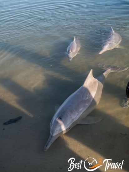 Three dolphins close to the beach