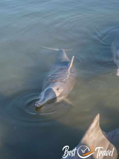 Several humpback dolphins in shallow water.