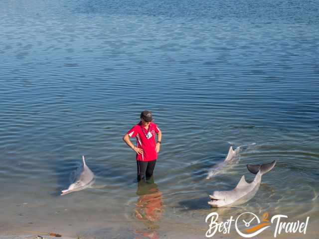 Three dolphins around a volunteer.