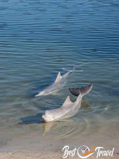 A dolphin has put up its fin.