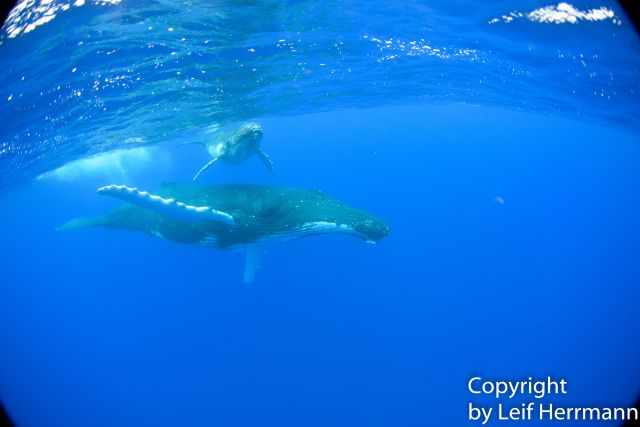 A mom and her calf in a bay