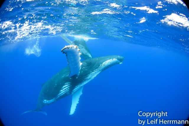 Juvenile humpbacks watching the snorklers