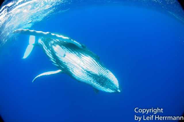 A whale playing around the snorklers