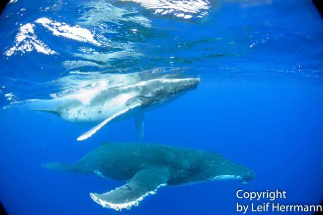 A mom and her older calf close