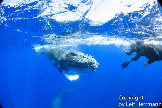 Snorklers in neoprene watching humpbacks