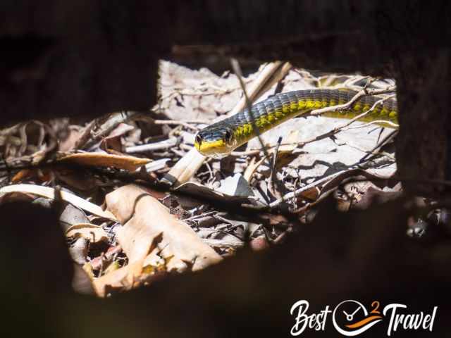 A yellow bellied tree snake on the ground.