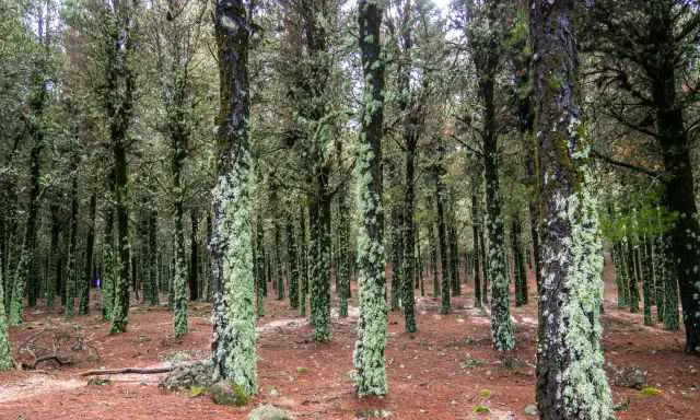 Trees on red soil and tree trunk covered with moss