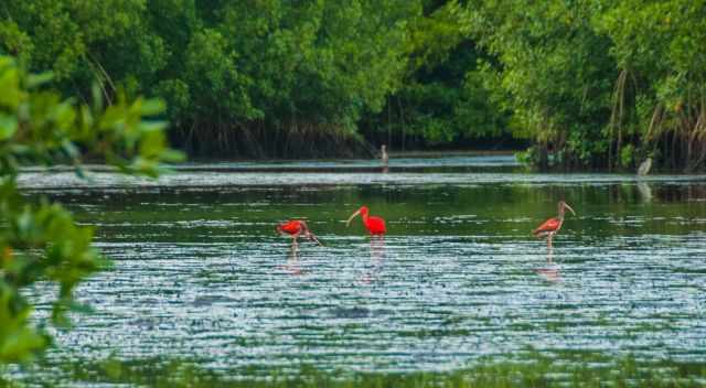 Caroni Swamp young ibises