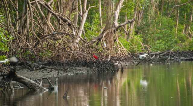 Caroni Swamp scarlet ibis