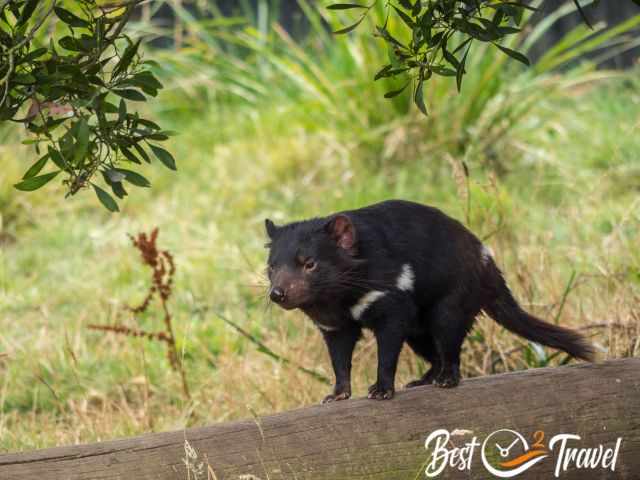 A Tasman devil on a trunk