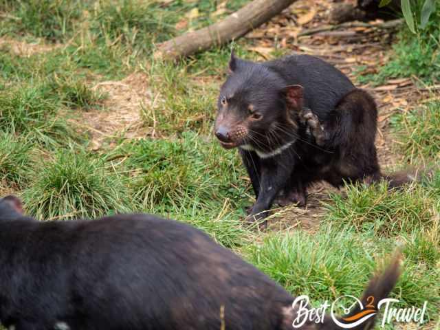 A Tasmanian devil scratching behind the ear