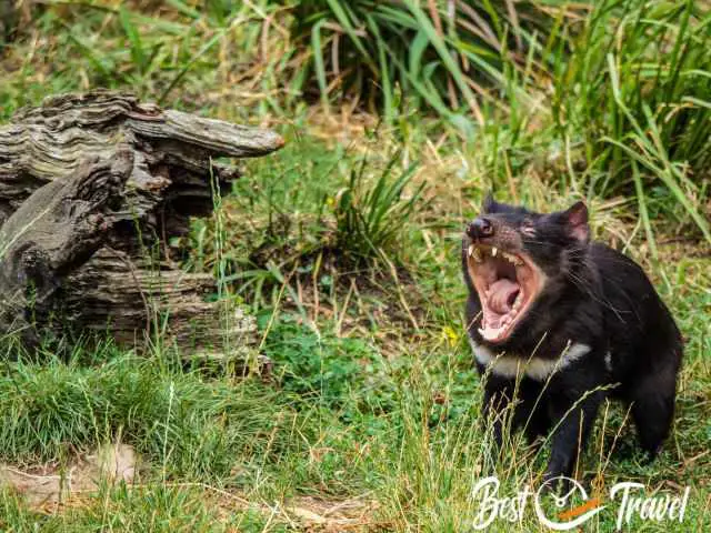 A yawning Tasman Devil