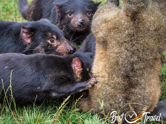 A group of Tasman devils feeding on a dead possum