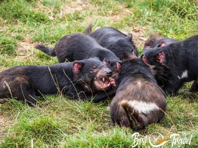 A group of Tasman devils feeding.