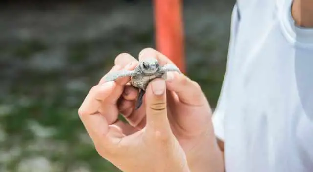 Baby turtle before it get released into the water.