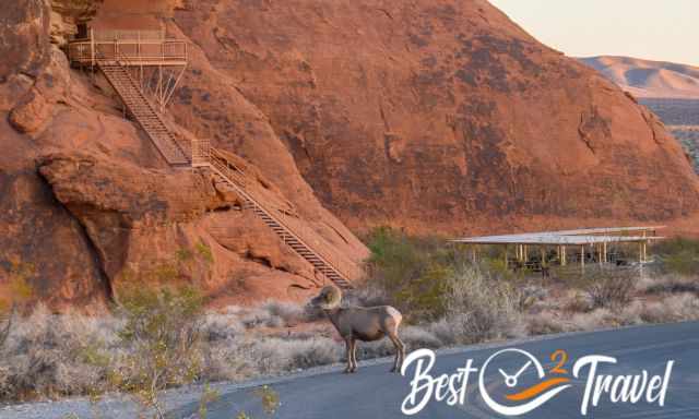 Big Horn Sheep at sunrise