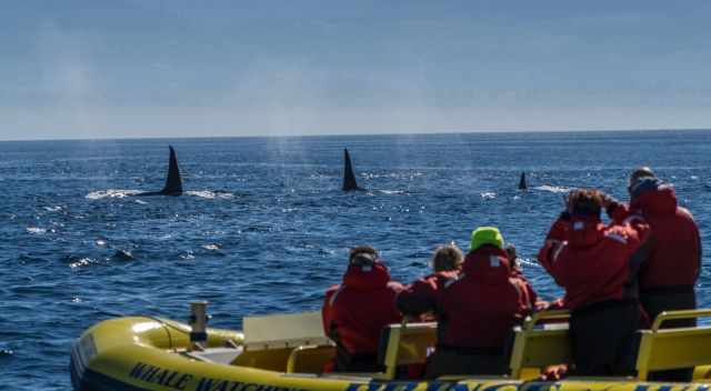 Vancouver Island Whale Watching boat and three orcas