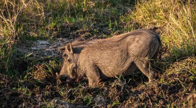 Warthog in the National Park